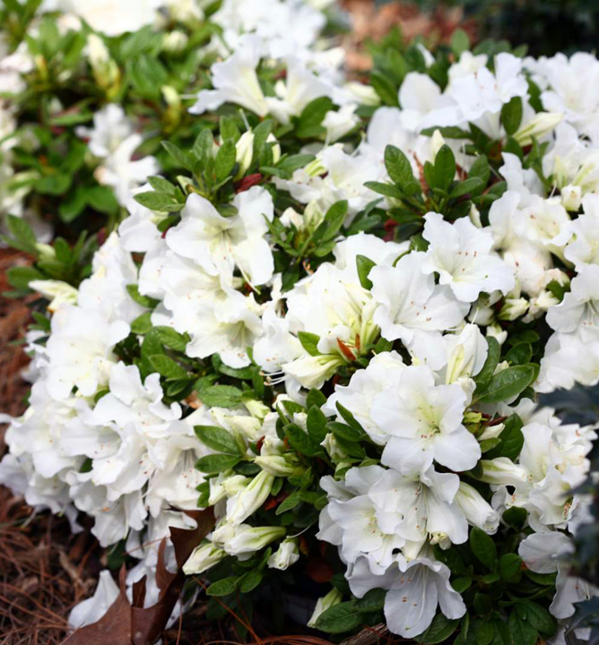 Azalka Japonsk Bloom Champion White Cm Kont L Lumigreen Cz