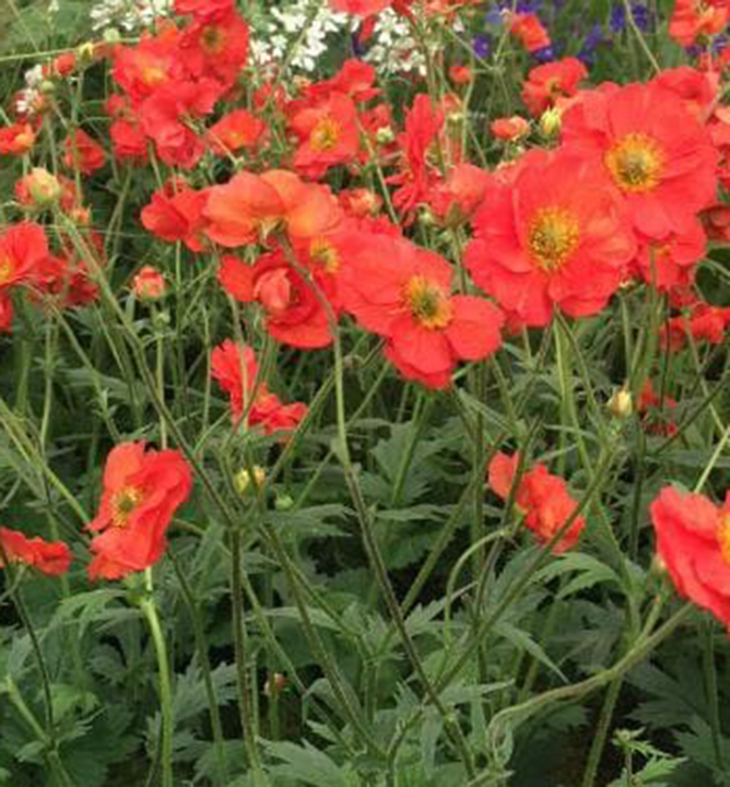 Kuklík hybridní ´TEMPEST SCARLET´ kont. 0,5 l Kuklík hybridní ´TEMPEST SCARLET´ kont. 0,5 l