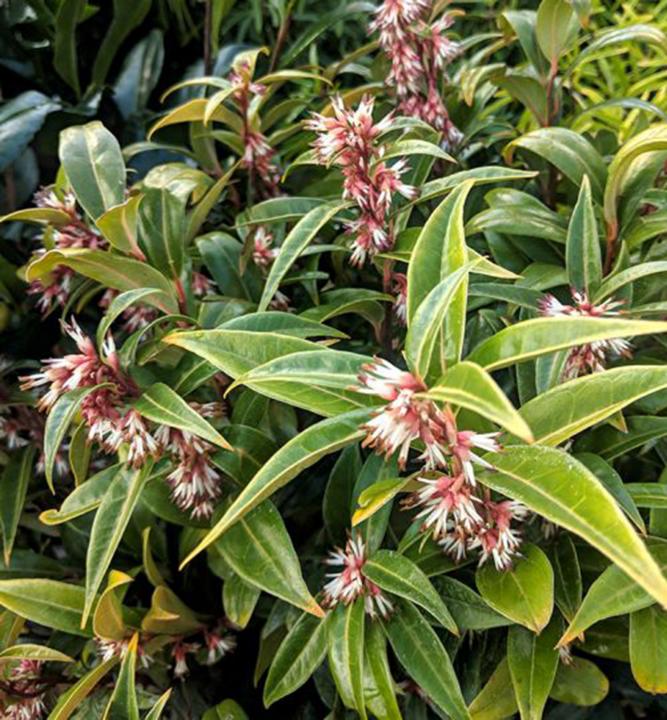 Sarcococca humilis ´WINTER GEM´, 30-40 cm, kont. 2,5 l | E-shop