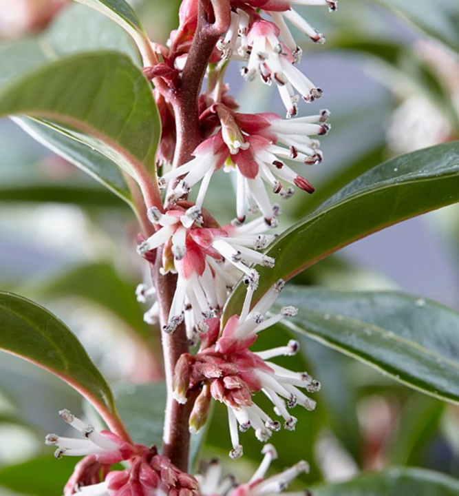 Sarcococca humilis ´WINTER GEM´, 40-60 cm, kont. 2,5 l | E-shop