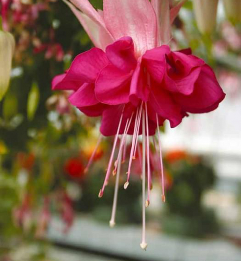 Фуксия bella rosella фото и описание