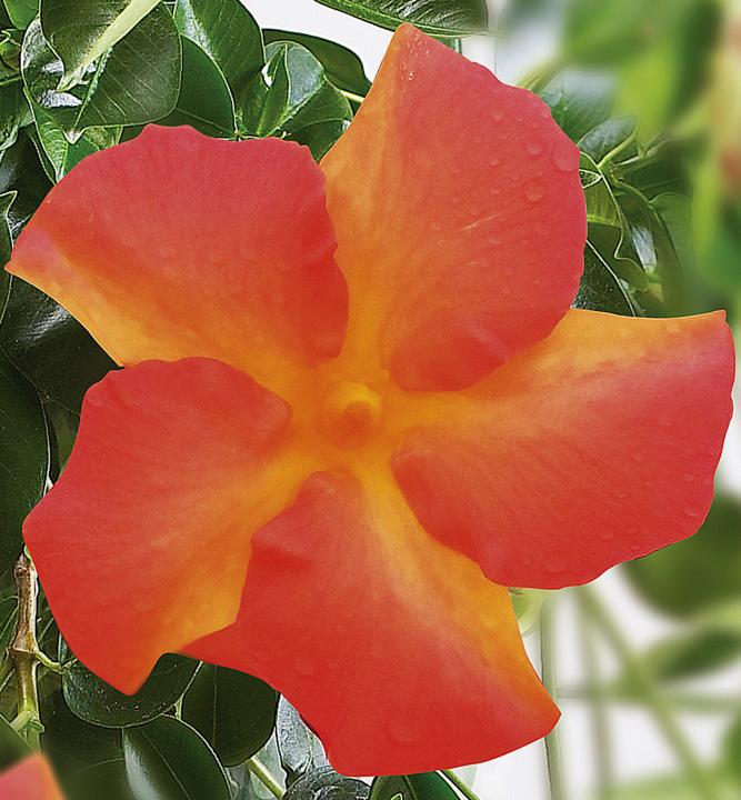 Mandevilla Hybridn Opale Orange Coral Cm Kont L E Shop Lumigreen Cz V