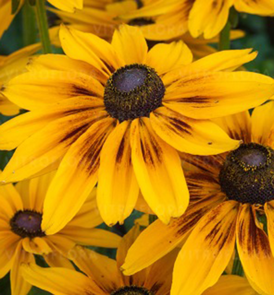 Třapatka (Rudbékia) ´SUNBECKIA® ALICIA´ kont. 0,5 l Třapatka (Rudbékia) ´SUNBECKIA® ALICIA´ kont. 0,5 l