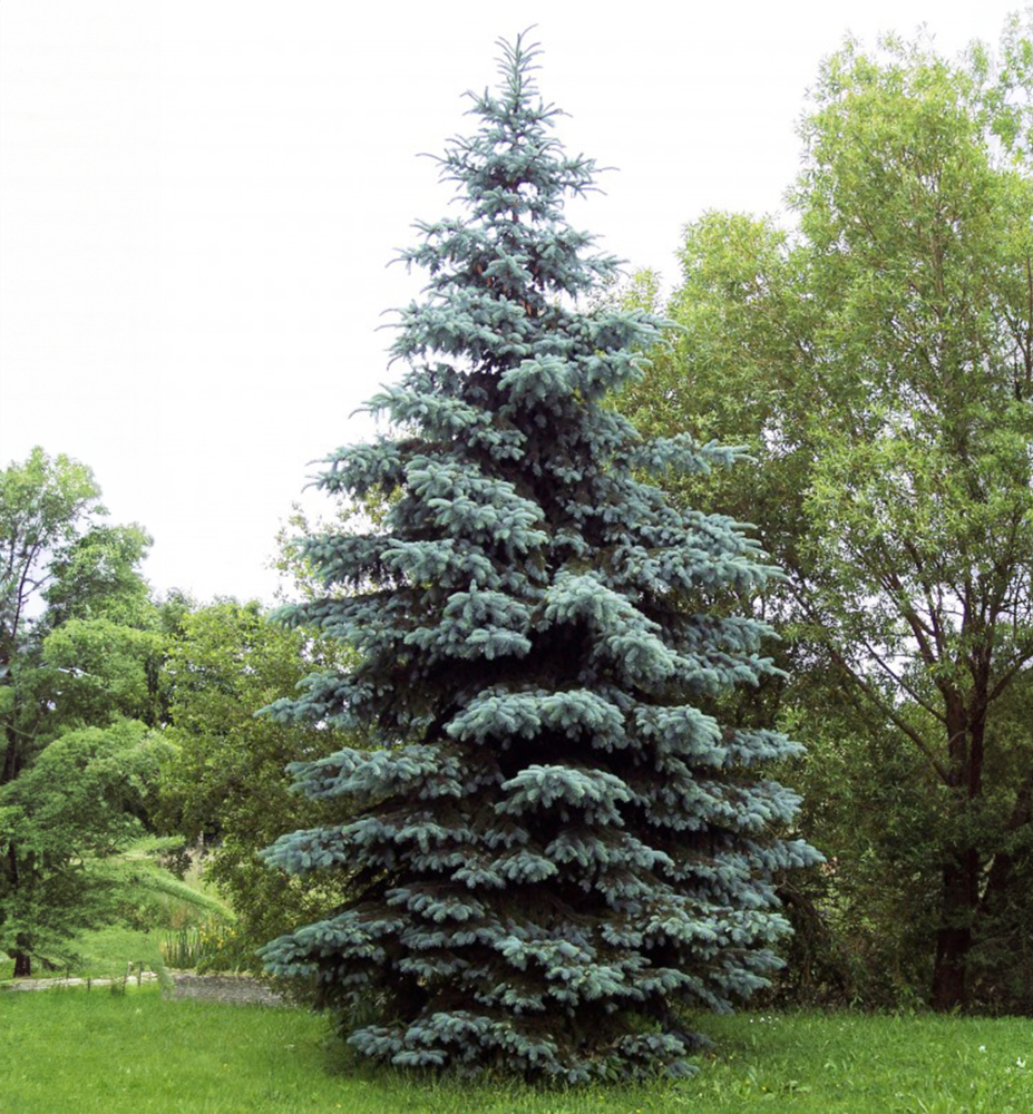 Smrk pichlavý ´GLAUCA´ 40-50 cm, kont. 3 l Smrk pichlavý ´GLAUCA´ 40-50 cm, kont. 3 l