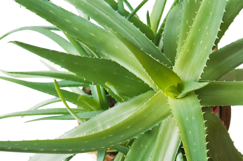 ALOE VERA 30 50 Cm Kont 2 L E Shop Lumigreen Cz