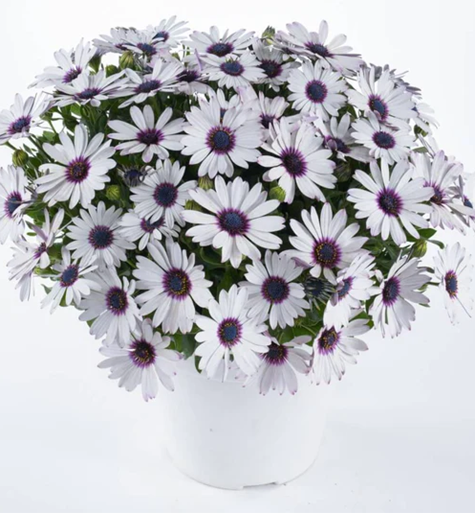 Osteospermum (kapská kopretina) ´OSTICA AMETHYST´, kont. 0,3 l ...