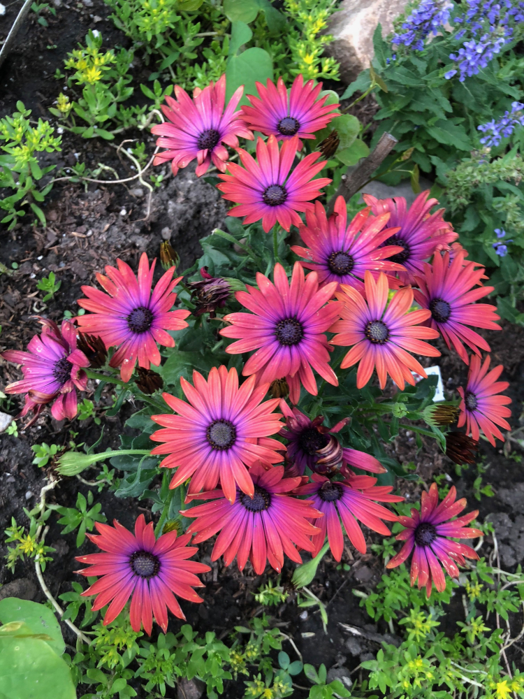 Osteospermum (kapská kopretina) ´OSTICA BRONZE´, kont. 0,3 l | Lumigreen.cz