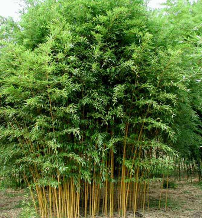 Bambus (Phyllostachys aureosulcata) ´AUREOCAULIS´ 40-50 cm, kont. 2,5 l ...