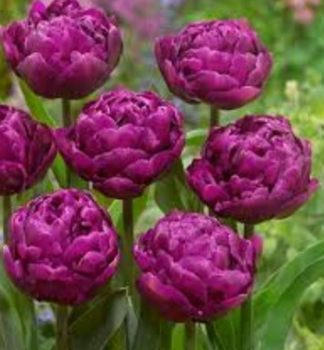 Tulipn PURPLE POWER 5 ks v balen