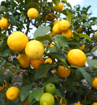 Citrus sp. VOLKAMER ZITRONE 40-50 cm, kont. 4 l