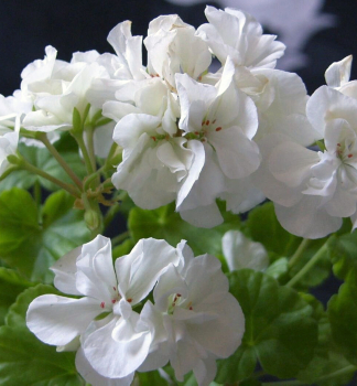 Pelargonie pevisl SANDY, kont. 0,3 l