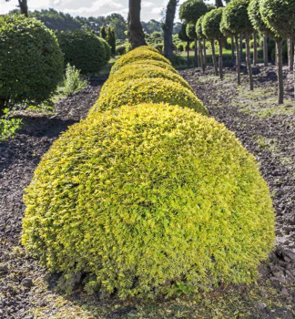 Tis obecn SEMPERAUREA 20-30 cm, kont. 2,5 l