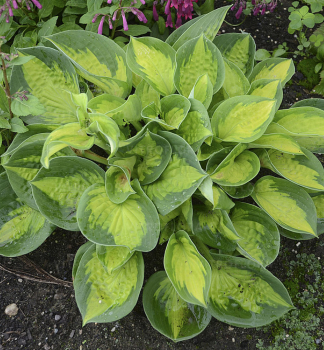 Hosta (bohyka) POCKETFUL OF SUNSHINE kont. 0,5 l