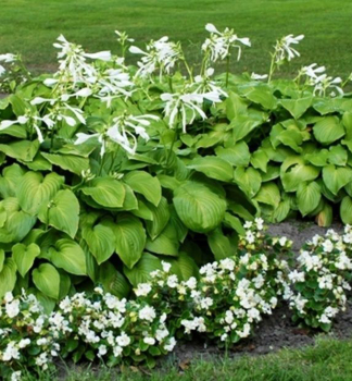 Hosta (Bohyka) GRANDIFLORA kont. 0,5 l