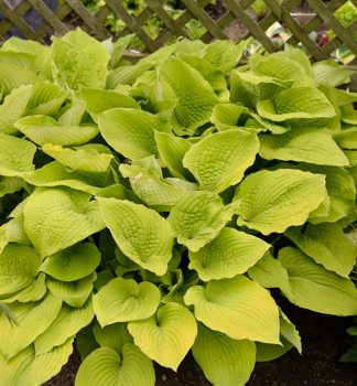 Hosta (bohyka) SHADOWLAND COAST TO COAST kont. 0,5 l