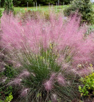 MUHLENBERGIA capillaris RUBY kont. 0,5 l