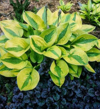 Hosta (Bohyka) GLAD RAGS kont. 1 l