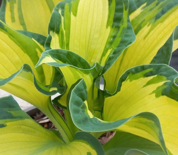 Hosta (Bohyka) GOLDEN MEADOWS kont. 1 l