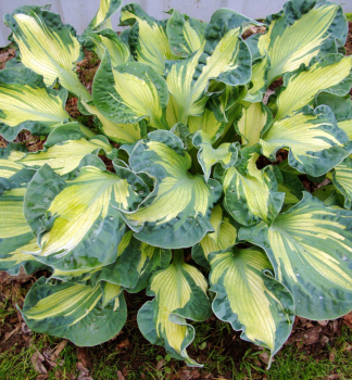 Hosta (Bohyka) GOLDEN MEADOWS kont. 1 l