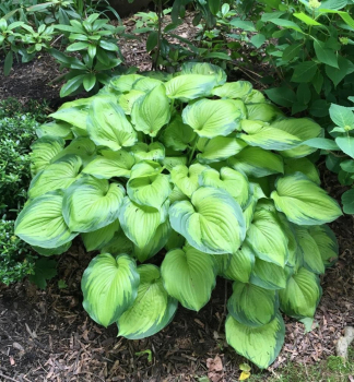 Hosta (Bohyka) OLD GLORY kont. 1 l