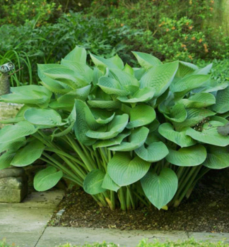 Hosta (Bohyka) T REX kont. 1 l