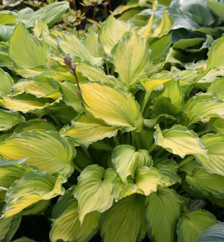 Hosta (Bohyka) LADY GUINEVERE kont. 1 l