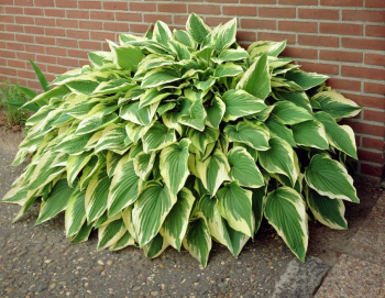 Hosta (Bohyka) ANTIOCH kont. 1 l