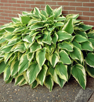 Hosta (Bohyka) ANTIOCH kont. 1 l