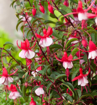 Fuchsia MADAME CORNELLISSEN kont. 0,5 l