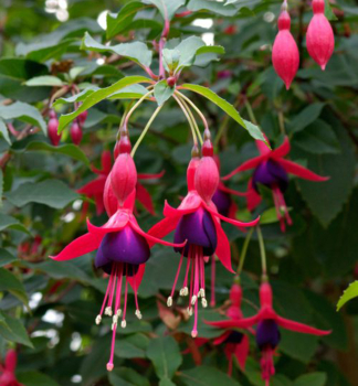 Fuchsia MRS. POPPLE kont. 0,5 l