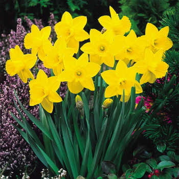 Narcis velkokvt SAINT KEVERNE 2 ks v kont. 0,5 l