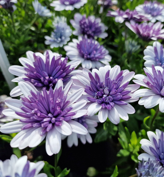 Osteospermum (kapsk kopretina) 3D STEEL BLUE, kont. 0,3 l