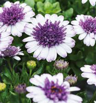 Osteospermum (kapsk kopretina) 3D BLUEBERRY SHAKE, kont. 0,3 l