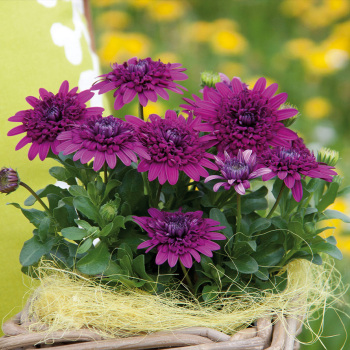 Osteospermum (kapsk kopretina) 3D PURPLE, kont. 0,3 l