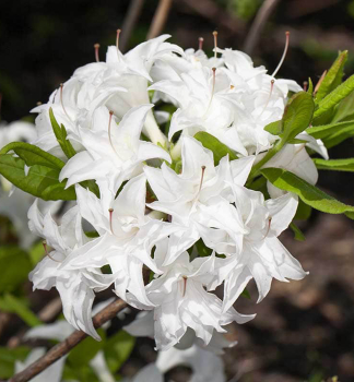 Azalka velkokvt SCHNEEKPFCHEN 40-50 cm, kont. 4 l