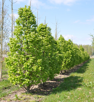 Habr obyejn COLUMNARIS 20-30 cm , kont. 2 l