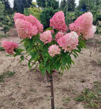 Hortenzie latnat LIVING PINKY PROMISE na kmienku 80 cm, kont. 5 l