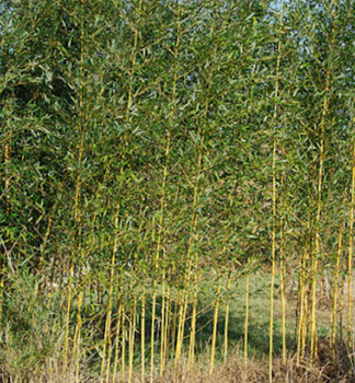 Bambus / Phyllostachys aureosulcata, 90-100 cm,  kont. 5 l