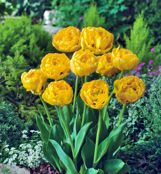 Tulipn YELLOW POMPONETTE,  5 ks v balen