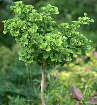 Ginkgo biloba, mlad strom