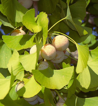 Ginkgo biloba, detail listov a plodov