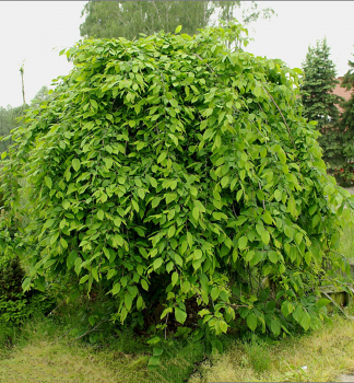 Habr obecn PENDULA na kmnku 160 cm, kont. 20 l