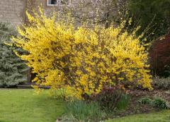 Forsythia intermedia LYNWOOD