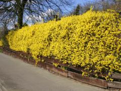 Forsythia intermedia LYNWOOD prava na iv plot