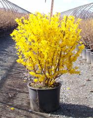 Forsythia intermedia LYNWOOD, v ndobe