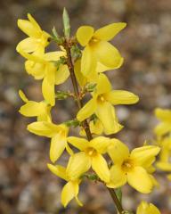 Forsythia intermedia LYNWOOD, detail kvetu