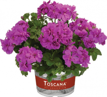 Pelargonie pevisl AMETHYST, kont. 0,3 l