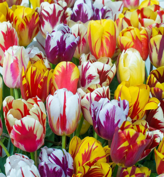 Tulipn REMBRANDT MIX 5 ks v balen