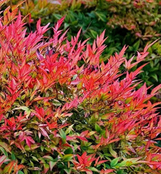 Nandina domc FLIRT 20-30 cm, kont. 2 l