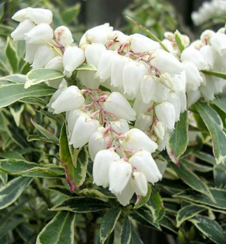 Pieris japonsk VARIEGATA 30-40 cm, kont. 3 l